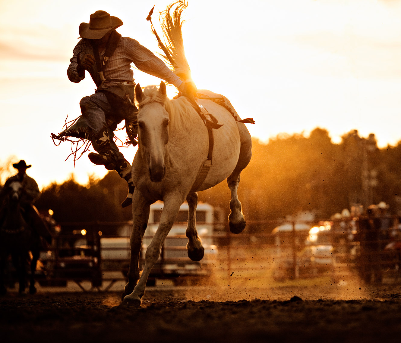 Photograph of rodeo bronco
