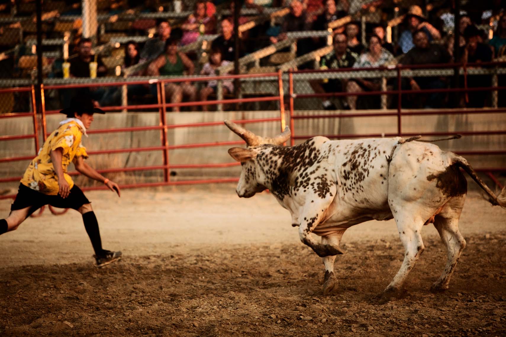 Rodeo clown distracting bull after bull has thrown rider during rodeo 