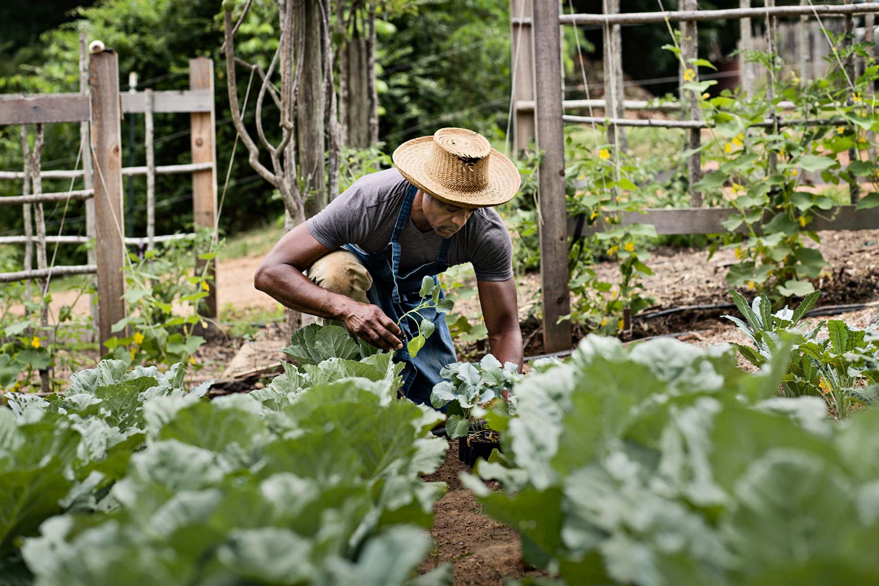 African American farmer gardening collard greens, by Atlanta photographer 