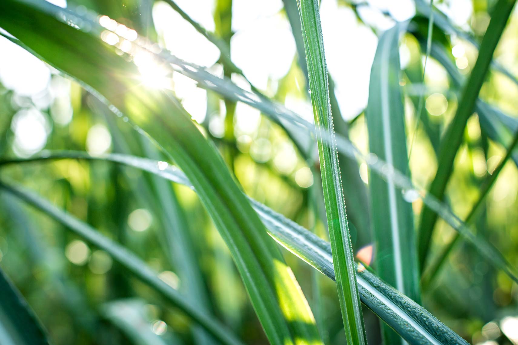 Sugarcane in the sun by Atlanta lifestyle photographer Nick Burchell