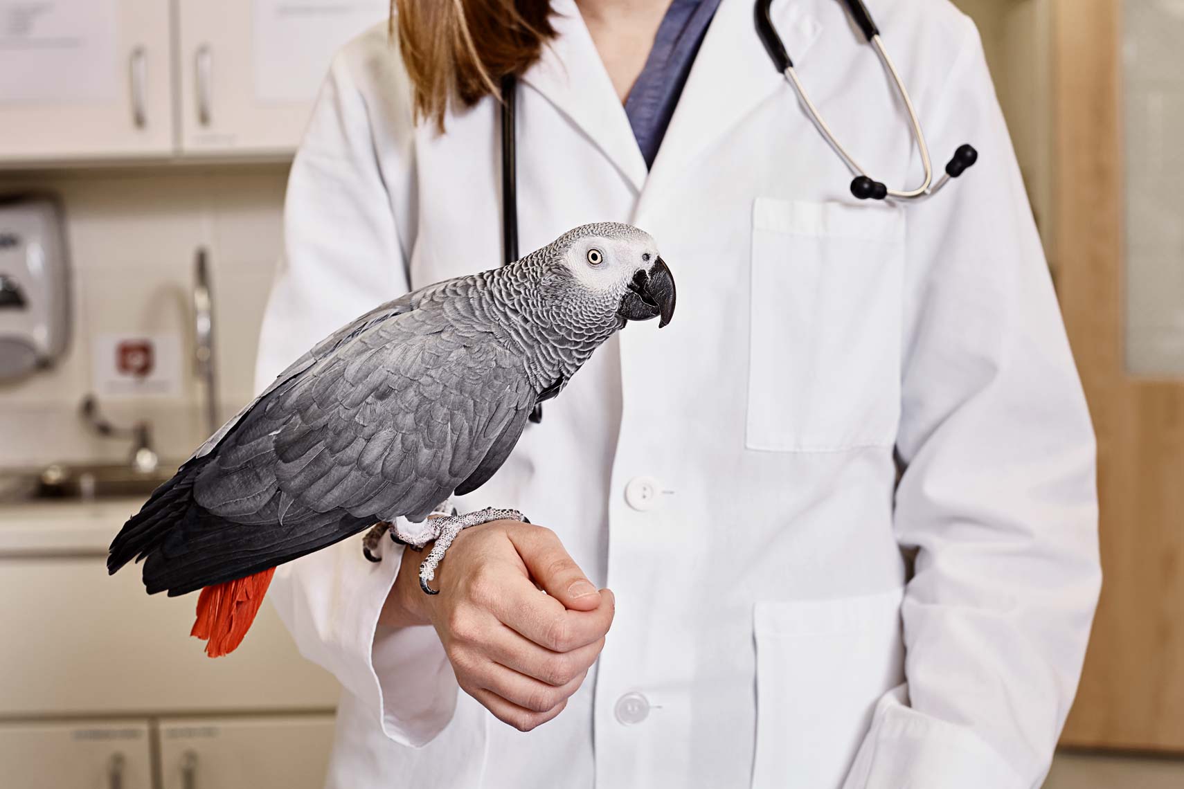 Photograph of veterinary student holding parrot in clinic